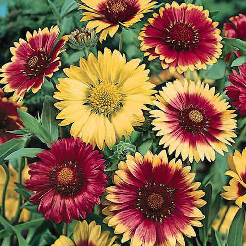 Gaillardia Seeds - All In One For Home Gardens