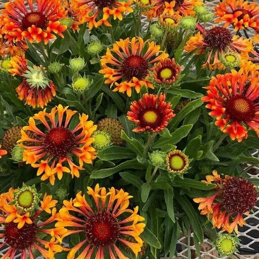 Gaillardia Seeds - All In One For Home Gardens