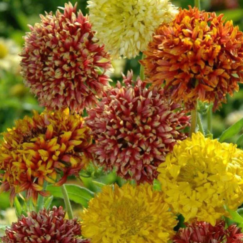 Gaillardia Seeds – Double Mixed