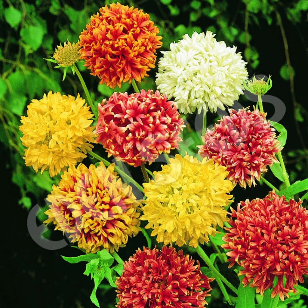 Gaillardia Seeds – Double Mixed