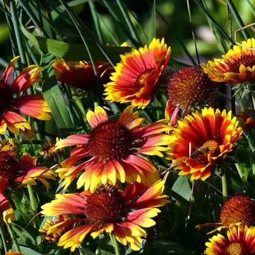 Gaillardia Seeds – Goblin