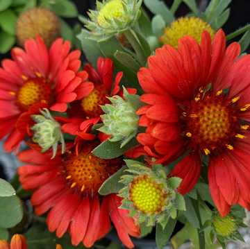 Gaillardia Seeds – Grandiflora Blanket
