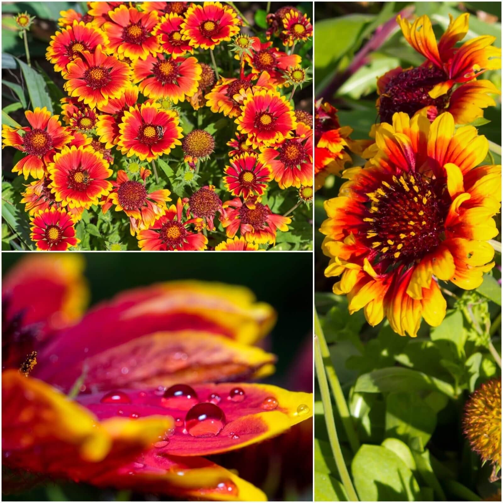Gaillardia Seeds – Mixed