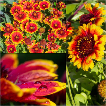 Gaillardia Seeds – Mixed