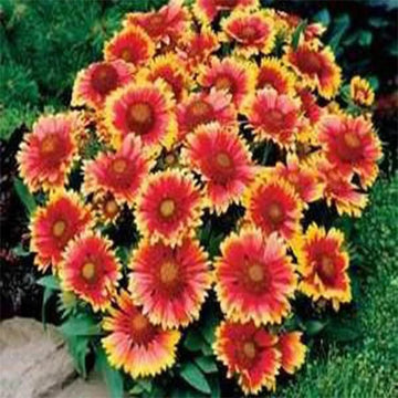 Gaillardia Seeds – Squaw Carpet
