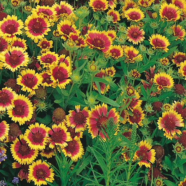 Gaillardia Seeds – Squaw Carpet
