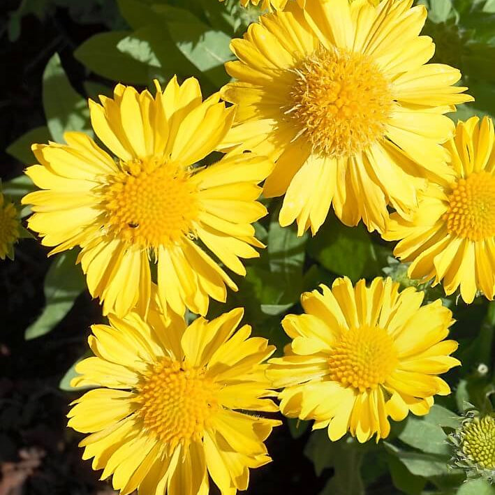 Gaillardia Seeds – Yellow