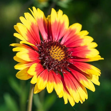 Gaillardia Seeds – Yellow Blanket

