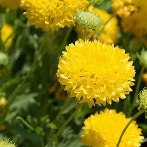 Gaillardia Sundance Seeds – Wildflower Mix, Heirloom
