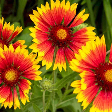 Gaillardia Seeds – Yellow Blanket
