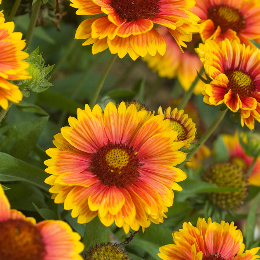 Gaillardia Seeds – Yellow Blanket
