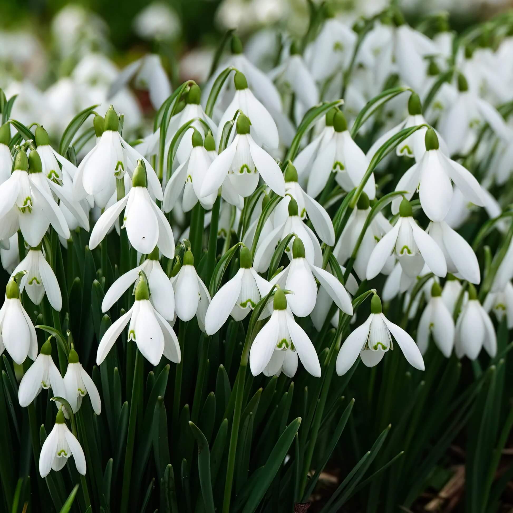 Galanthus Bulbs Seeds - Flower Plant