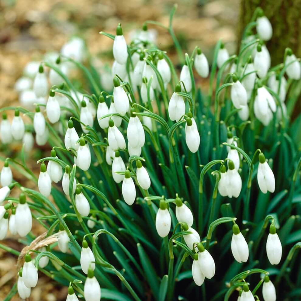 Galanthus Bulbs Seeds - Flower Plant