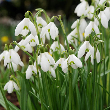 Galanthus Bulbs Seeds - Flower Plant