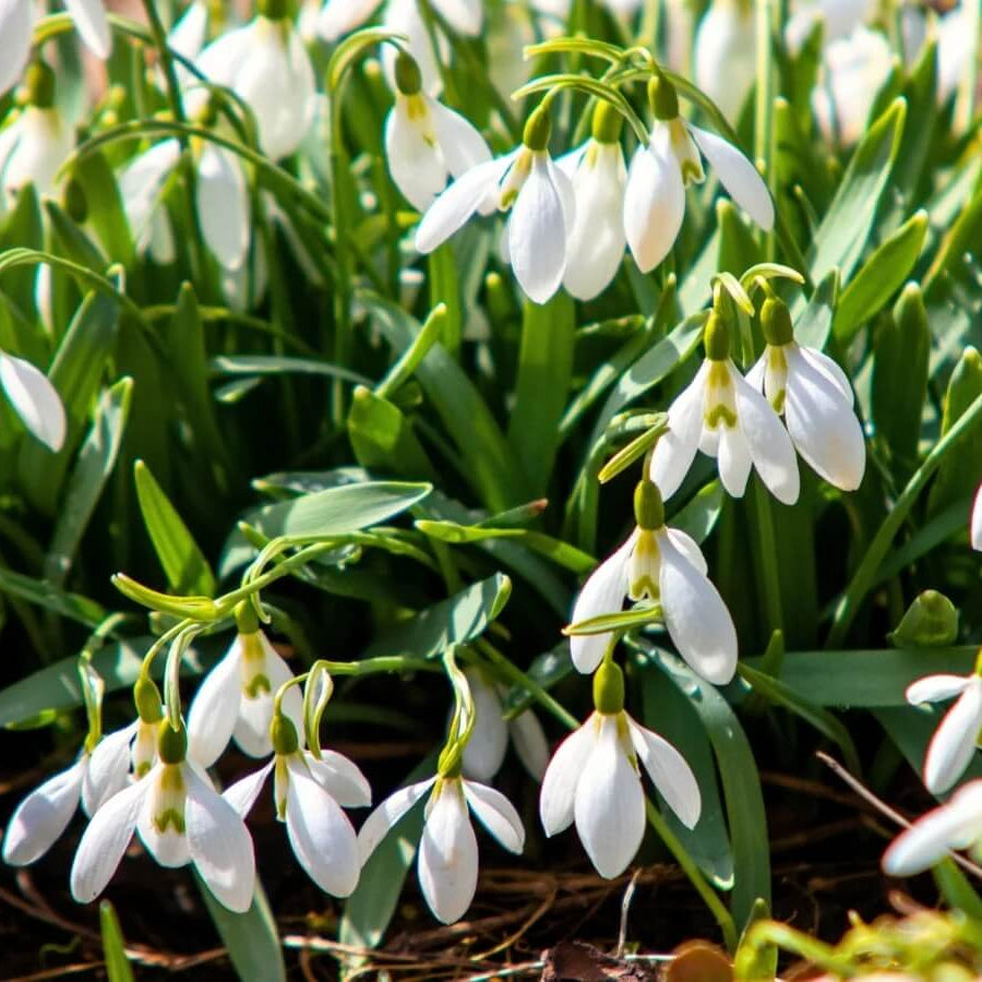 Galanthus Bulbs Seeds - Flower Plant