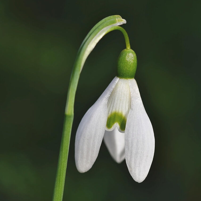 Galanthus Elwesii Seeds – Snowdrop
