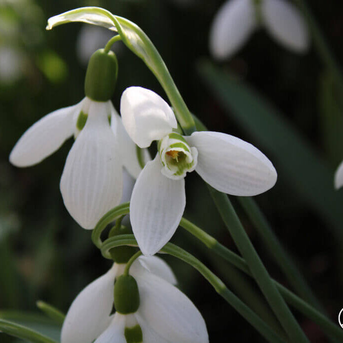 Galanthus Elwesii Seeds – Snowdrop
