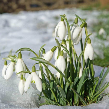 
Galanthus Nivalis Seeds - Flower Plant
