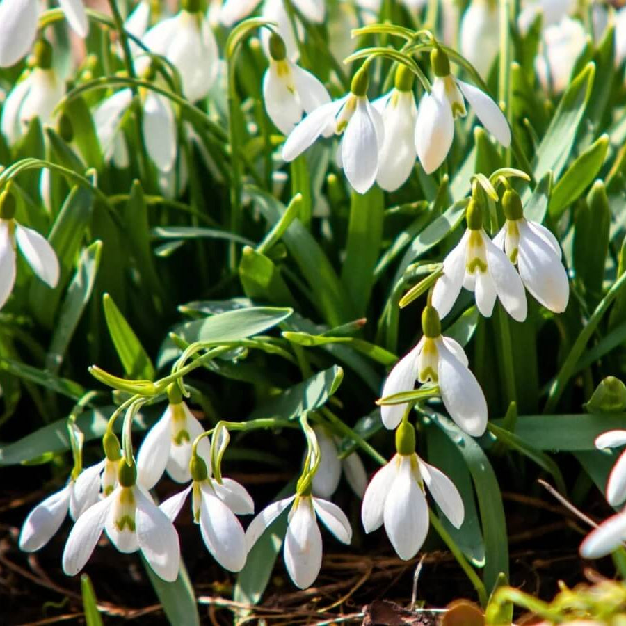 
Galanthus Nivalis Seeds - Flower Plant
