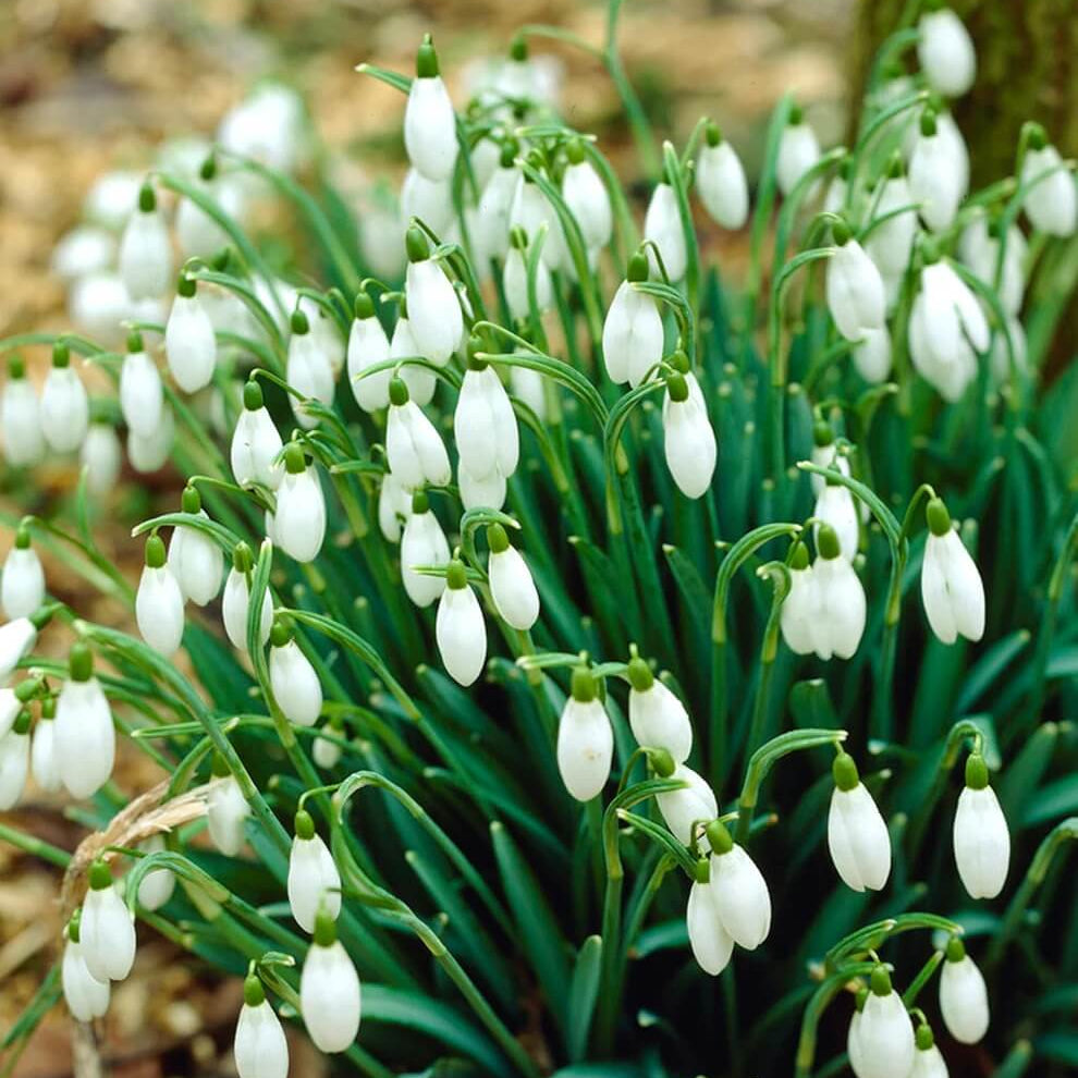 
Galanthus Nivalis Seeds - Flower Plant

