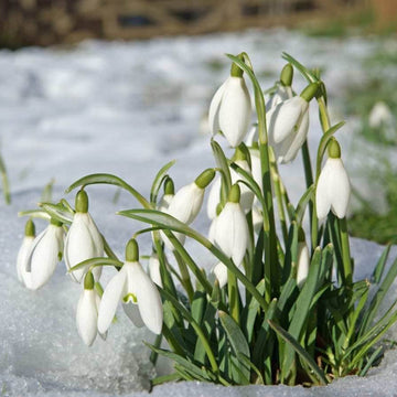 Galanthus Seeds - Flower Plant for Home Gardens