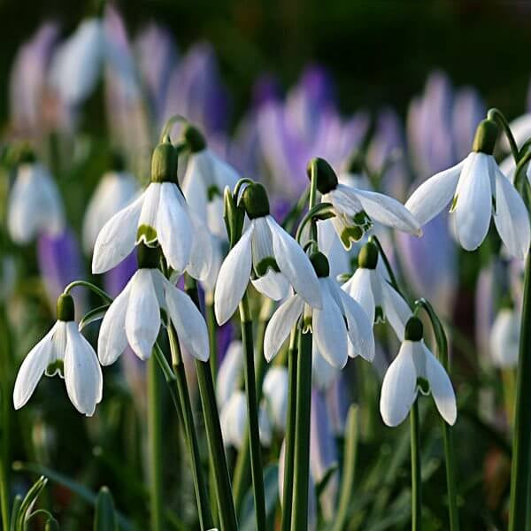 Galanthus Seeds - Flower Plant for Home Gardens