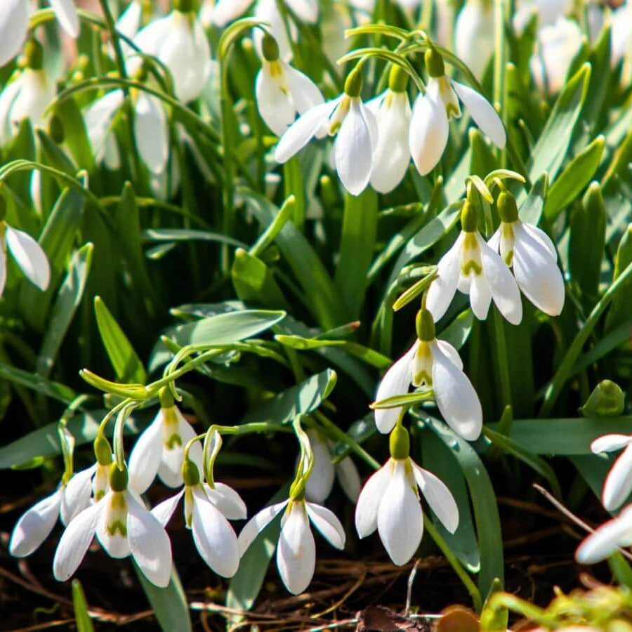 Galanthus Seeds - Flower Plant for Home Gardens