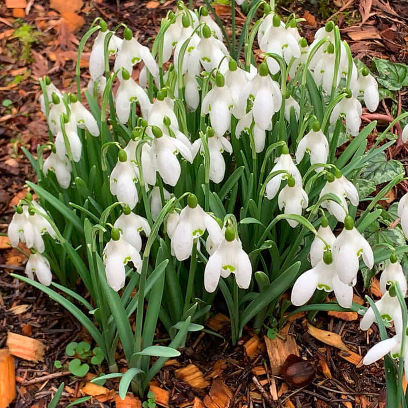 Galanthus Seeds - Flower Plant for Home Gardens