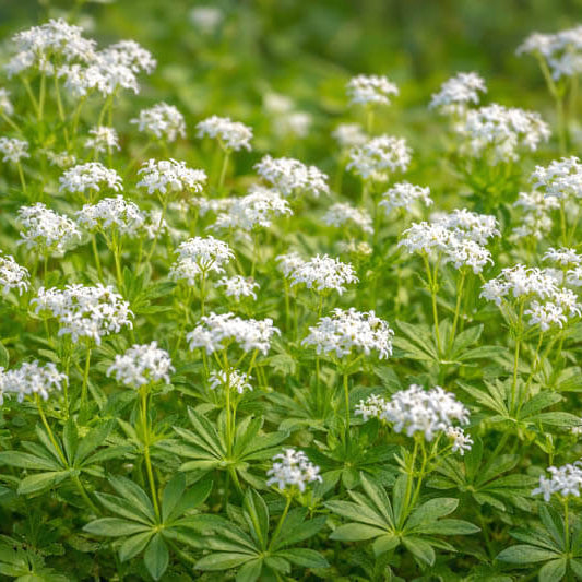 Galium Odoratum Seeds