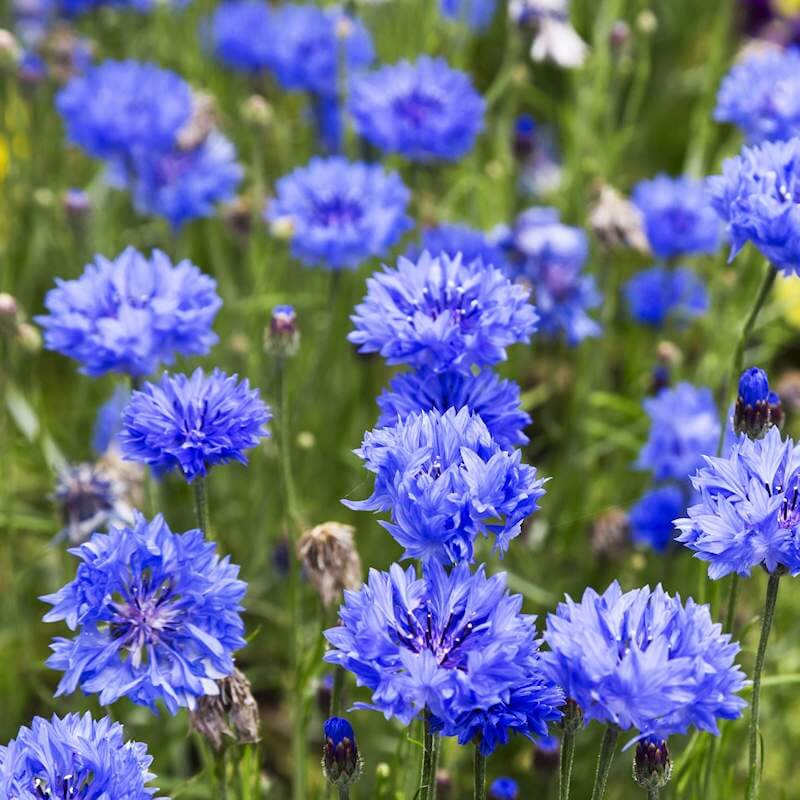 Garden Bloom Starter Kit Seeds