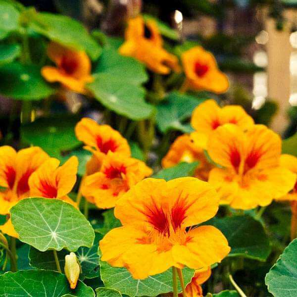 Garden Bloom Starter Kit Seeds