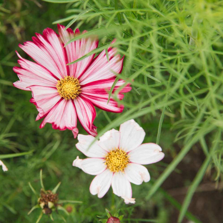 Garden Bloom Starter Kit Seeds