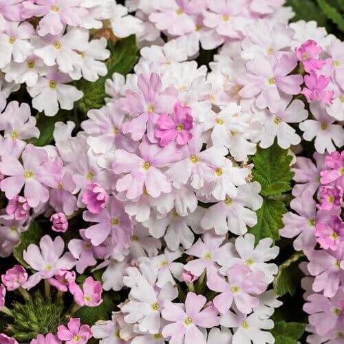 Garden Bloom Starter Kit Seeds