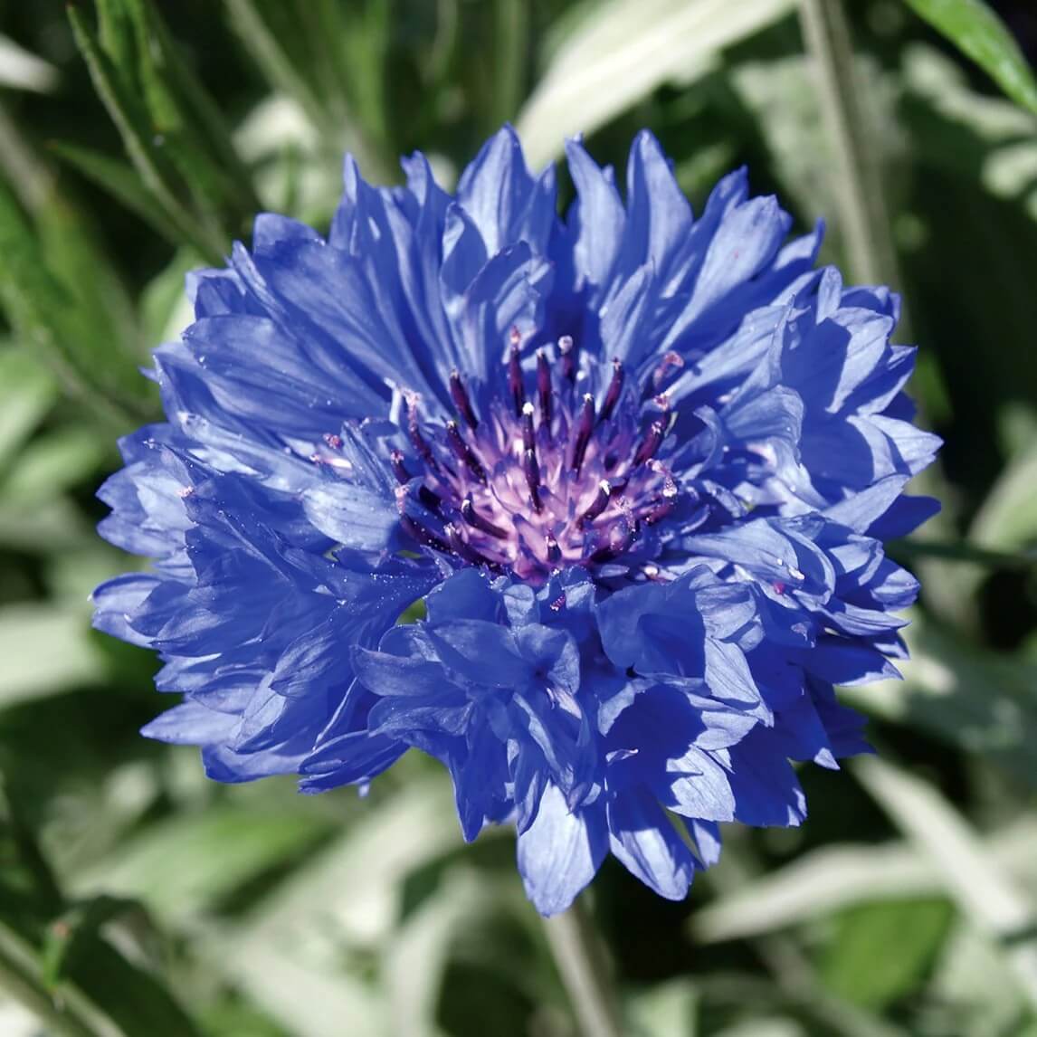 Garden Bloom Starter Kit Seeds
