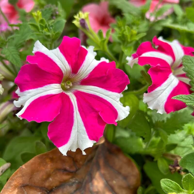 Garden Bloom Starter Kit Seeds