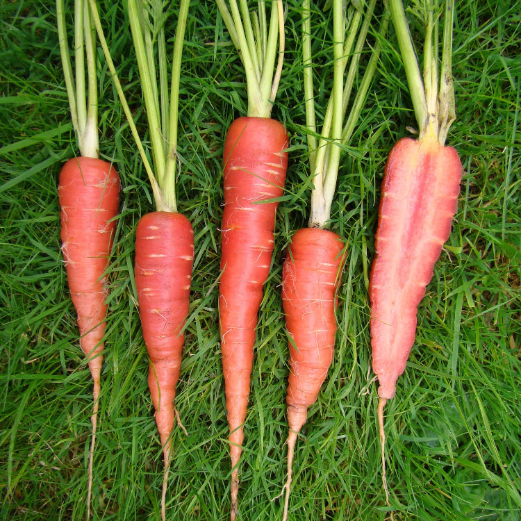 Garden Carrot Seeds