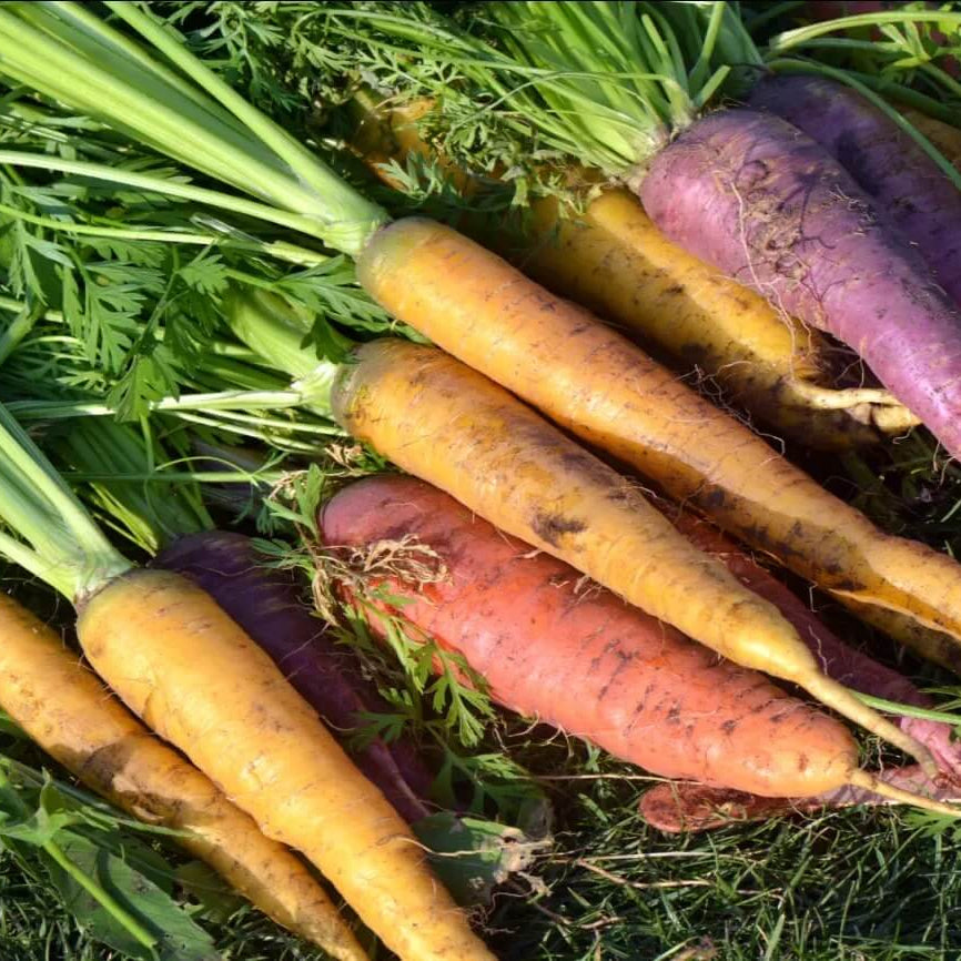 Garden Carrot Seeds