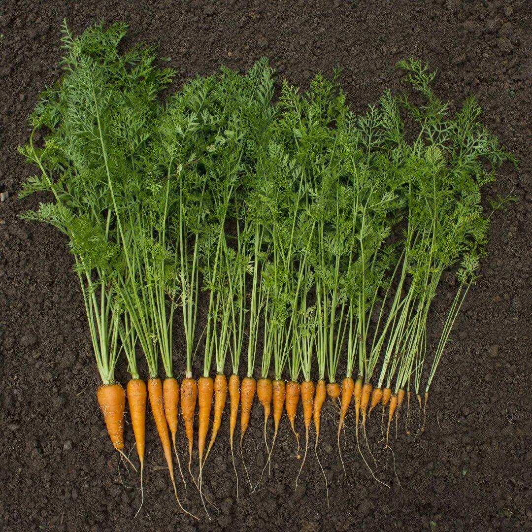 Garden Carrot Seeds