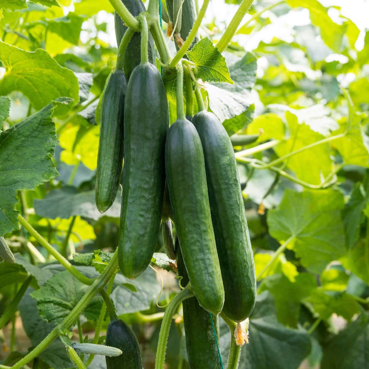 Garden Cucumber Seeds