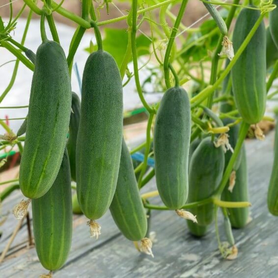 Garden Cucumber Seeds