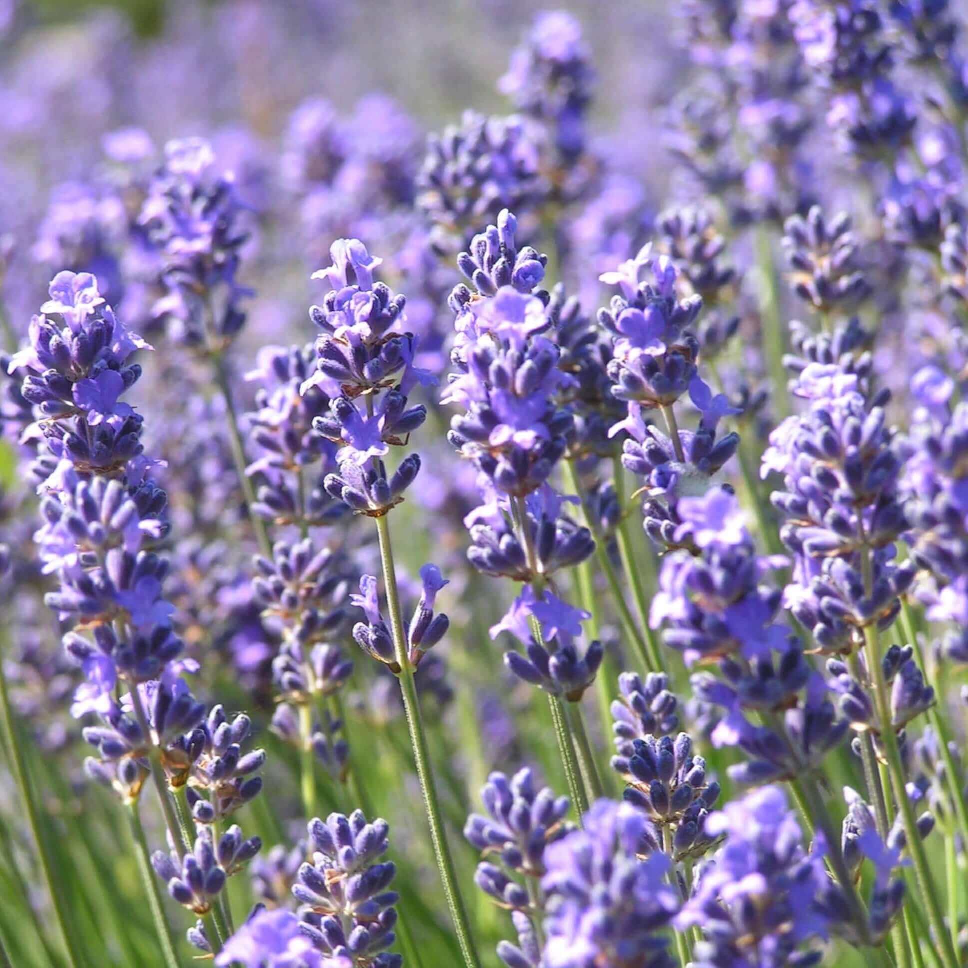 Garden Lavender Seeds