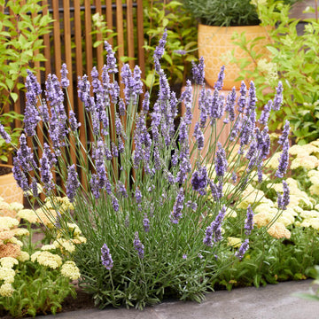 Garden Lavender Seeds