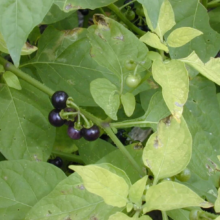 Garden Nightshade Seeds - Herbal Plant