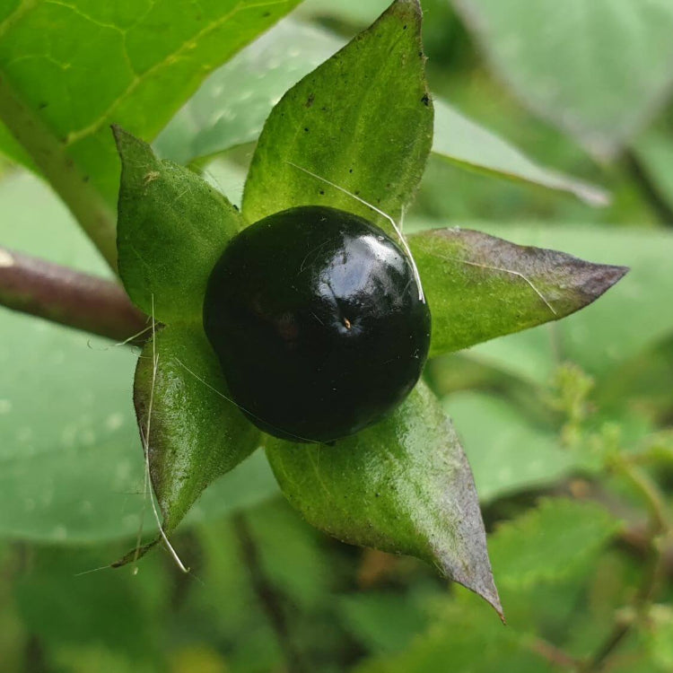 Garden Nightshade Seeds - Herbal Plant