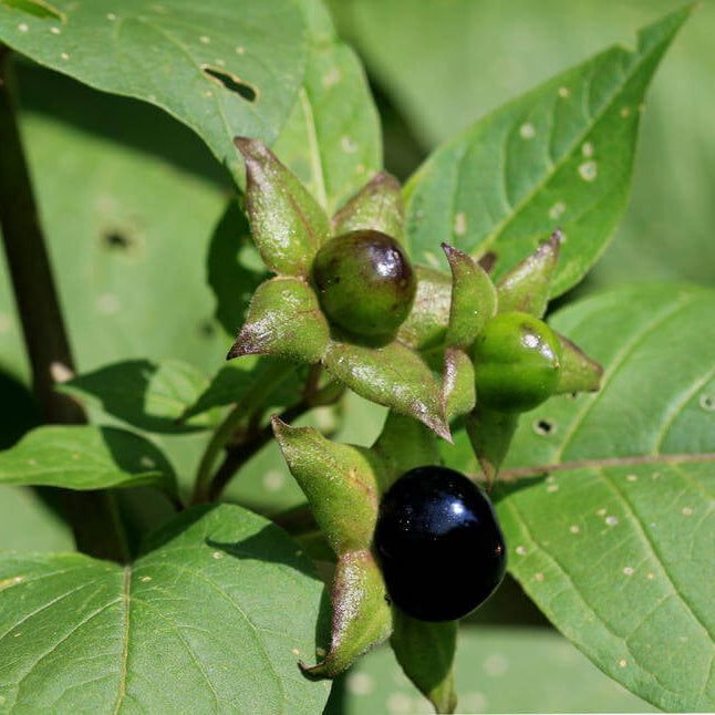 Garden Nightshade Seeds - Herbal Plant