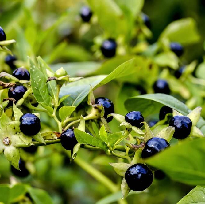 Garden Nightshade Seeds - Herbal Plant