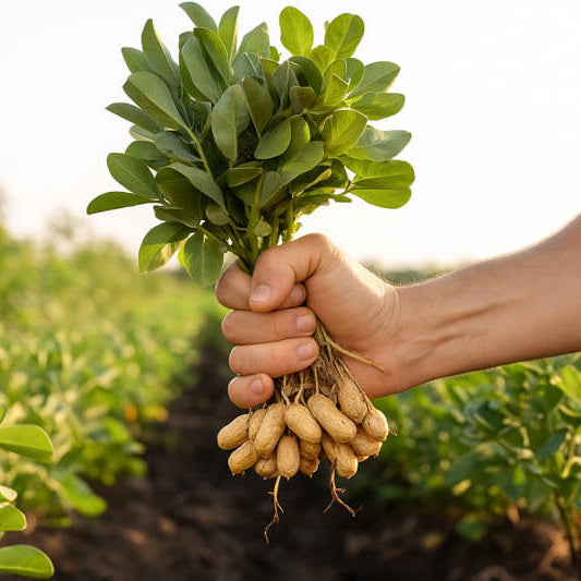 Garden Peanuts Seeds