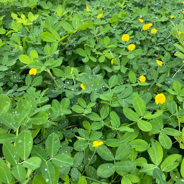 Garden Peanuts Seeds