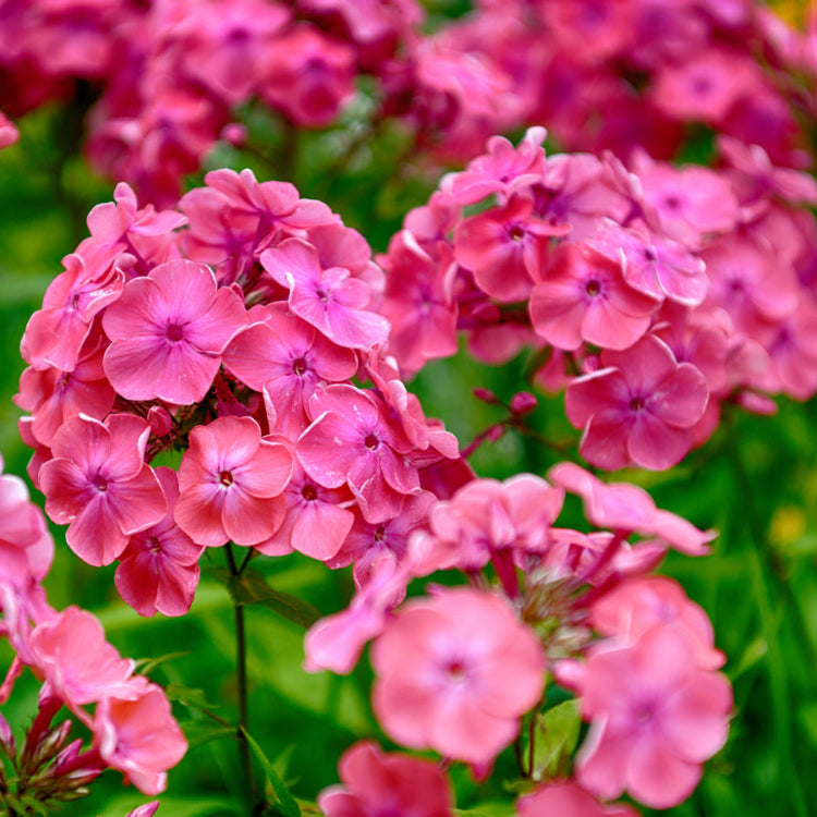 Garden Phlox Seeds – Perennial Mix
