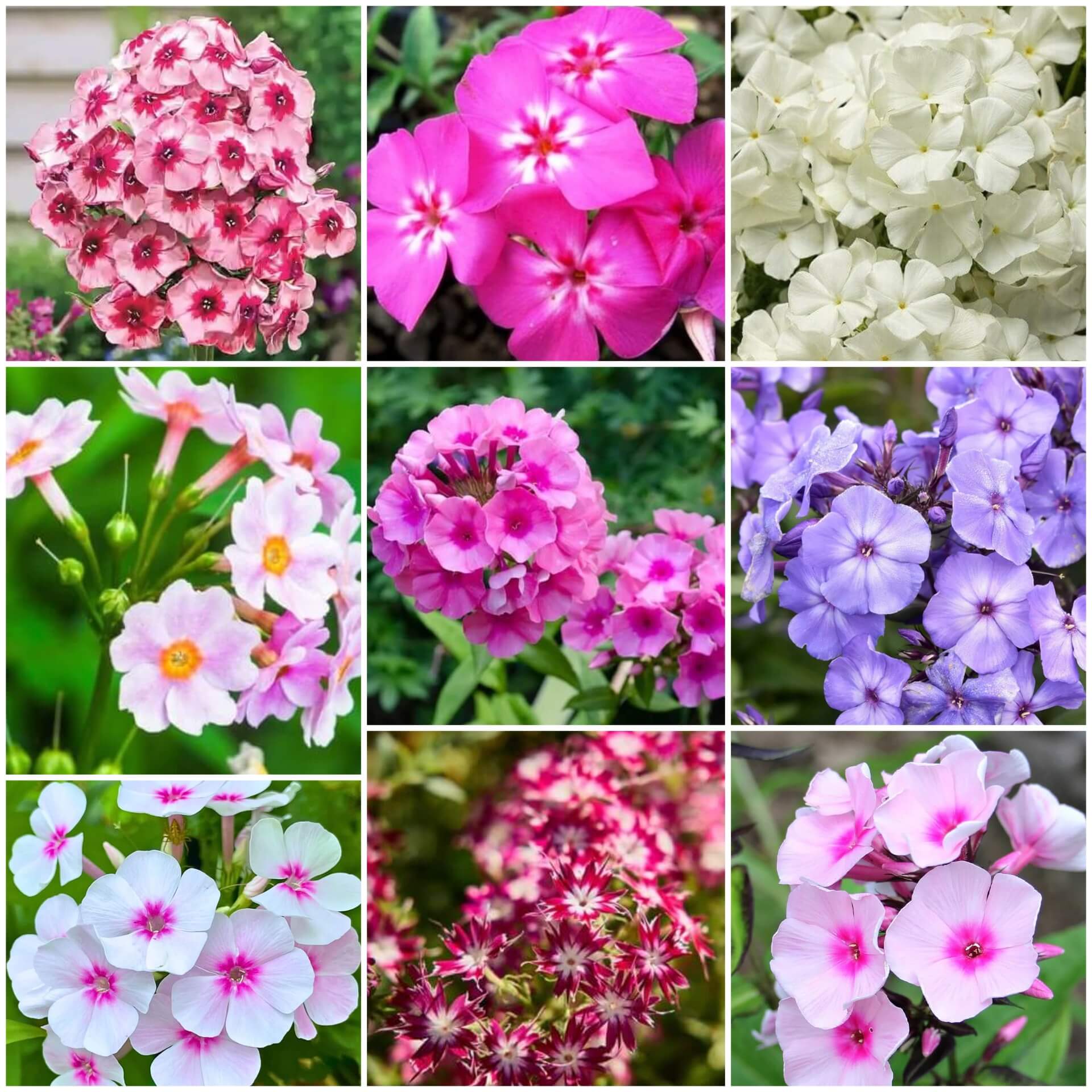Garden Phlox Seeds - All In One For Home Gardens